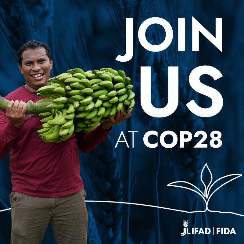 IFAD's tweet photo. IFAD, @CGIAR, @FAO and @RockefellerFdn will be joining forces to place agriculture at the forefront of climate talks at #COP28.

Join us at our joint #AgriFoodPavilion for compelling sessions, expert insights, and impactful discussions ⬇️