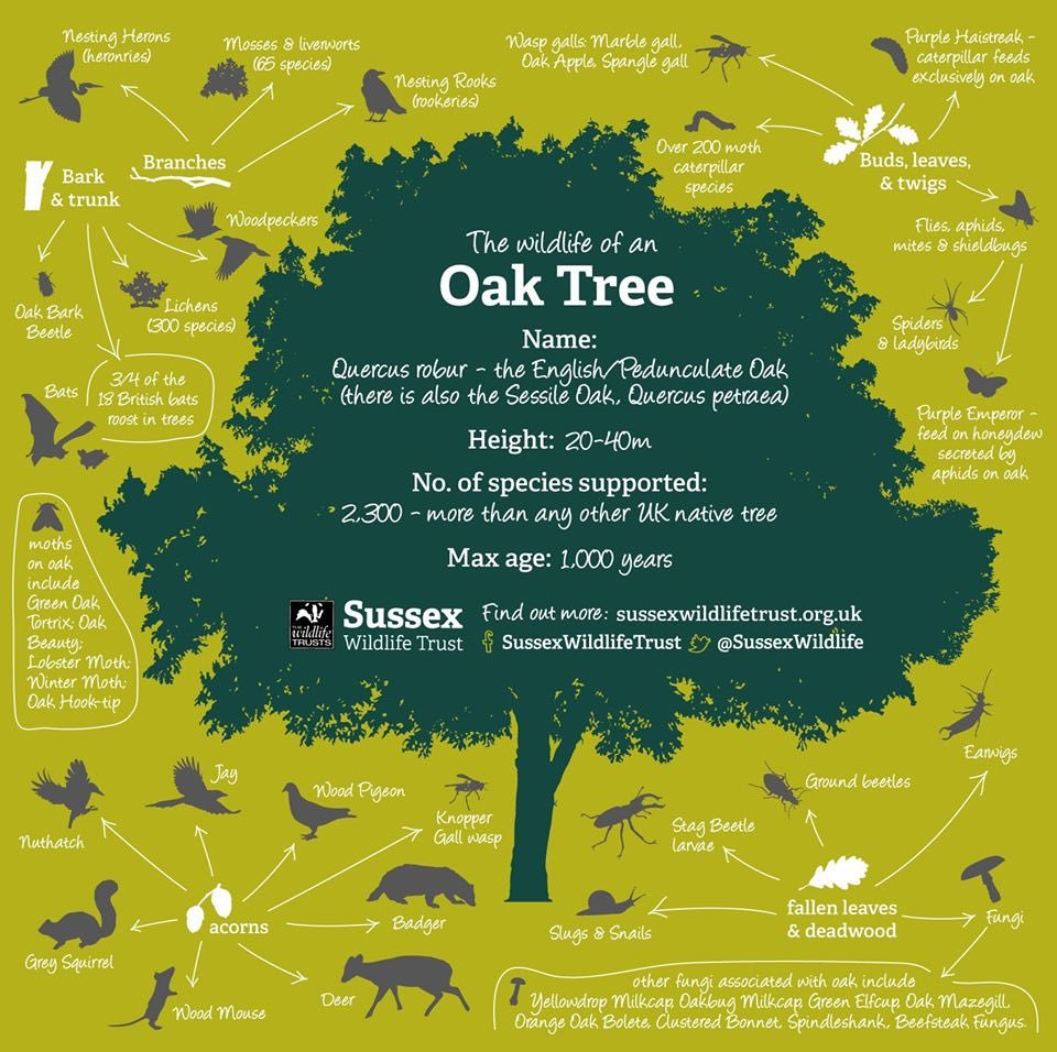 It's just amazing how much wildlife the mighty Oak tree is home to🌳 #NationalTreeWeek