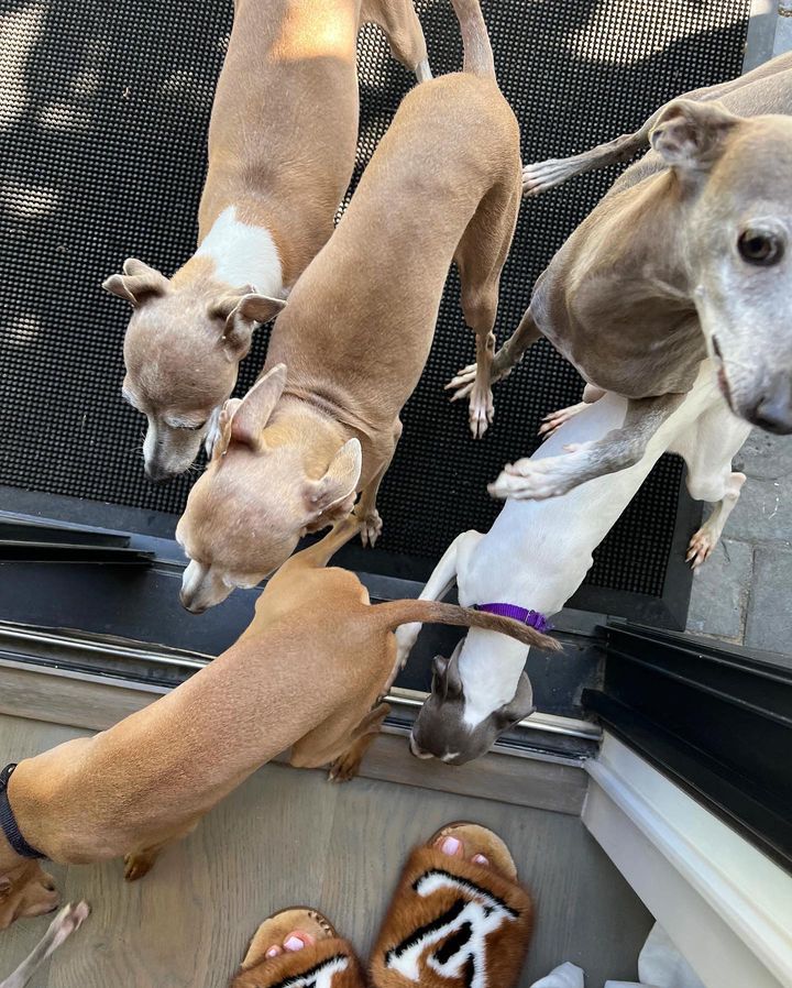 infotrylie's tweet photo. Em nova entrevista à Interview Magazine, Kylie Jenner contou sobre sua melhor contratação.

Segundo a empresária, seus sete cachorros têm uma babá, e o resultado de tantos animais são que eles procriaram e ela quis manter a família. https://t.co/80X07XmbM0