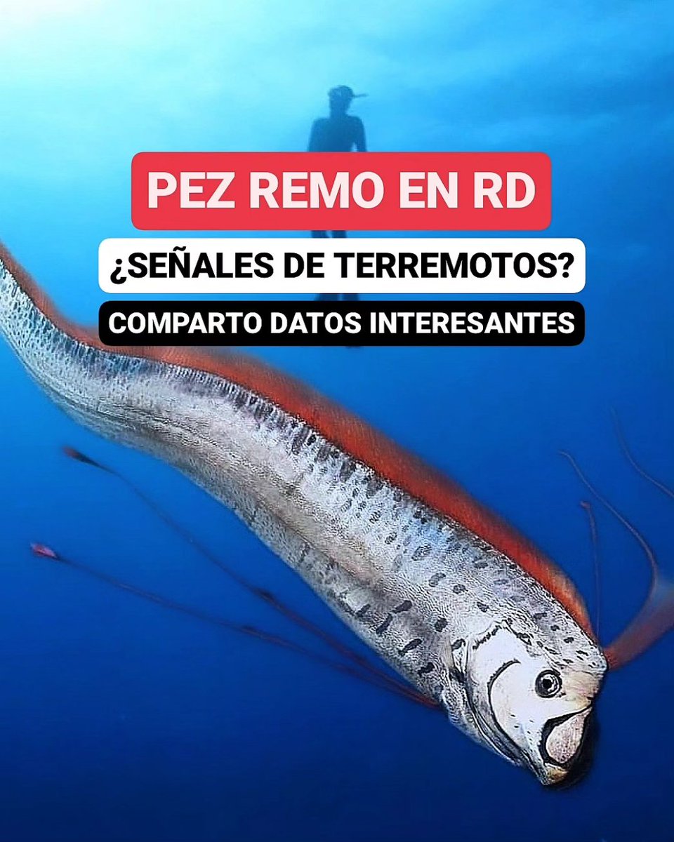 JeanSuriel's tweet photo. 🔴EXPLICACIÓN🔴
Este fin de semana, un pez remo apareció en la playa los Coquitos del municipio Pepillo Salcedo, provincia Montecristi, generando gran asombro y conmoción en las redes sociales de República Dominicana: esta especie marina tiene fama de anteceder a movimientos telúricos.

🔴Aquí les comparto algunos datos importantes sobre el pez óseo más largo del mundo:

⚠️Para la cultura japonesa, el pez remo representa la llegada de movimientos telúricos, así como tsunamis, ciclones y otros desastres naturales.

⚠️Esta creencia se hizo popular cuando Kiyoshi Wadatsumi, sismólogo japonés, declaró que estos animales "suben a la superficie al sentir las ondas sísmicas del fondo marino". 

⚠️Sin embargo, no existen publicaciones científicas al respecto: según las últimas investigaciones, el pez remo sube a la superficie cuando está enfermo o muriendo, pero también existe la hipótesis que sube para desovar.

⚠️Así que la teoría de que únicamente se ve a este ejemplar momentos o días antes de un gran terremoto no tiene ningún aval científico y solo se queda en una creencia popular.

🔴El pez remo no cuenta con una ubicación geográfica exacta, pero es más fácil encontrarlo en aguas templadas, subtropicales y tropicales: según los científicos, el pez remo suele vivir a más de mil metros por debajo de la superficie. 

🔴Se posiciona como uno de los peces óseos más largos del mundo: puede llegar a medir hasta 17 metros de longitud.

📷 @alertasmundial 

✅️ https://t.co/WlQFg167bk 
➡️ @AgendaClimatica
▶️ https://t.co/OBEFwksFsW