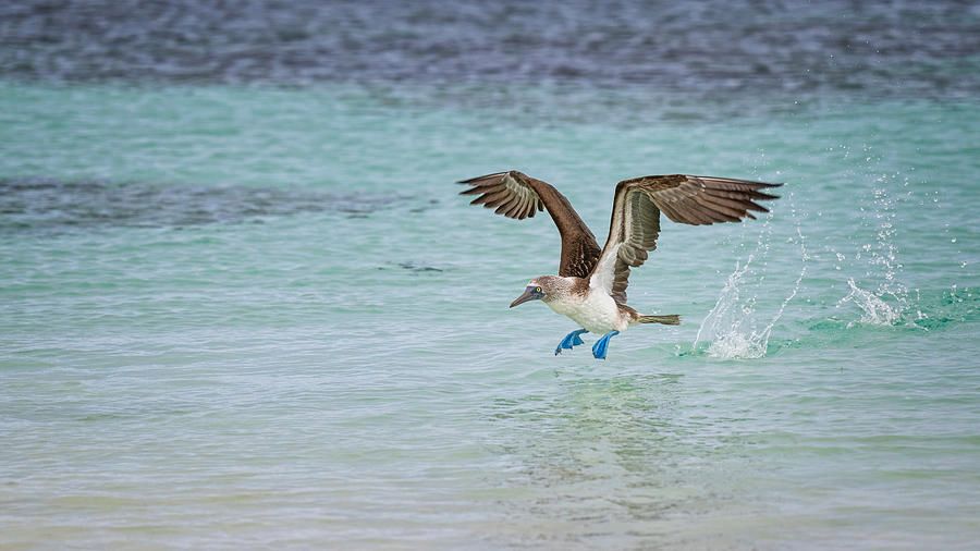 joancarroll's tweet photo. Galapagos Blue Footed Booby Takeoff III! https://t.co/vS90ozYXMH #birds #Galapagos #booby #bluefooted #feeding #fishing #takeoff @joancarroll #AYearForArt https://t.co/kkotI21jNX
