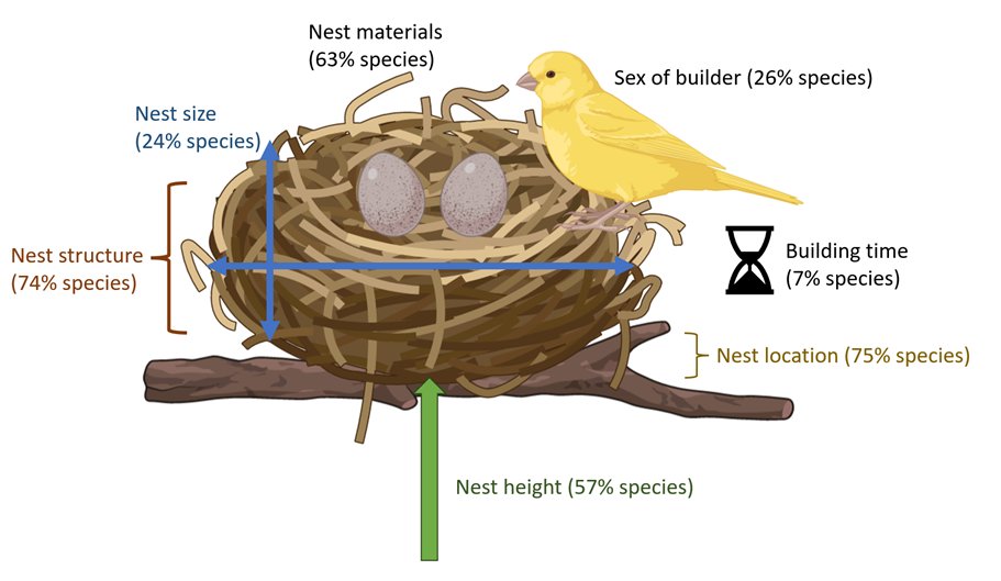 New paper out today!

Most (but not all!) birds build nests. But what kind of nests? Where do they put them? How big are those nests? What's in them? Which parent builds, and how long does it take?

In GEB, we present a global database of nest traits: onlinelibrary.wiley.com/doi/full/10.11…