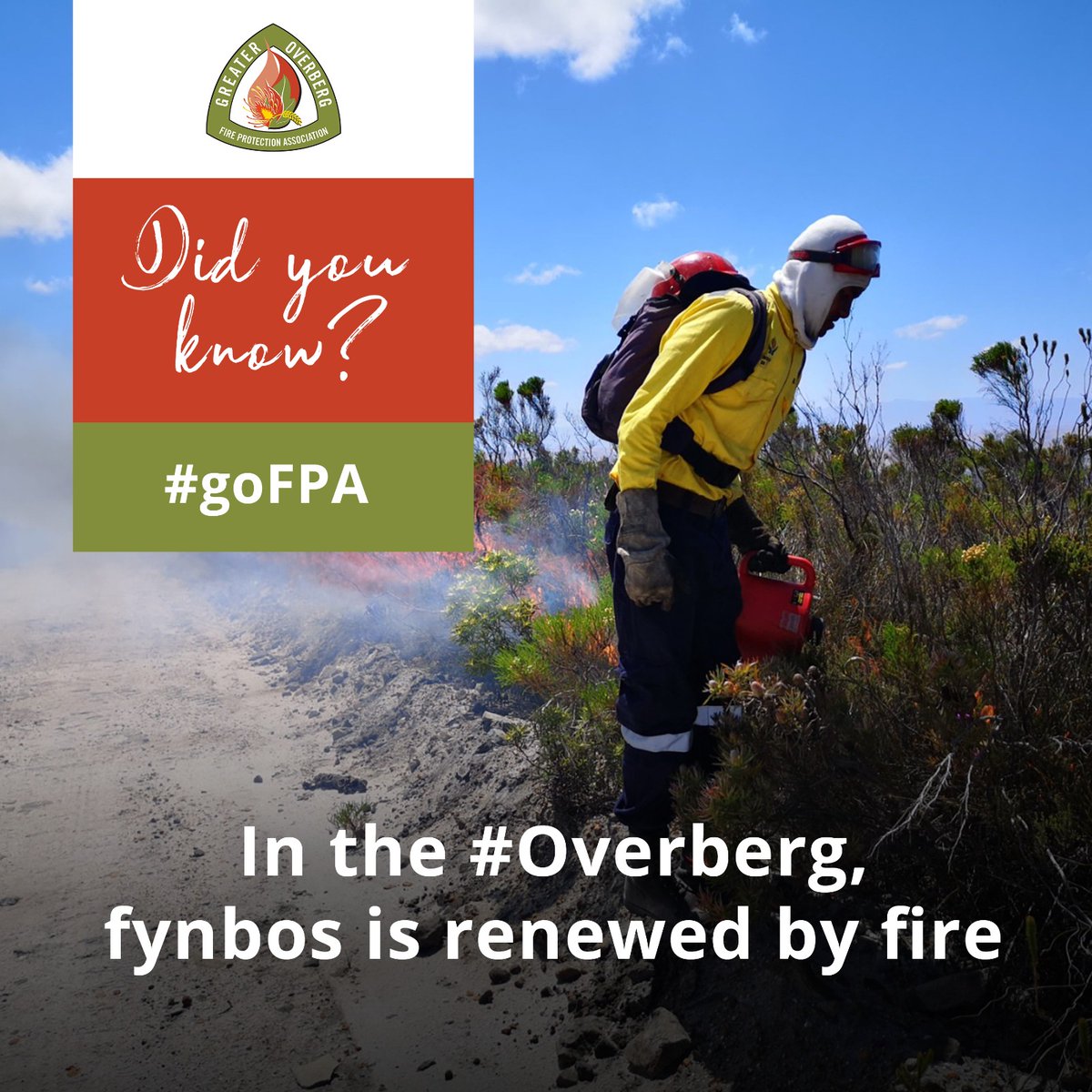 #DidYouKnow that not all fires are bad? In the #Overberg, our fynbos is renewed by fire - and in fact, depends on fire. When fires are planned and controlled, they can be very helpful to the environment. #FireSeason2023/24