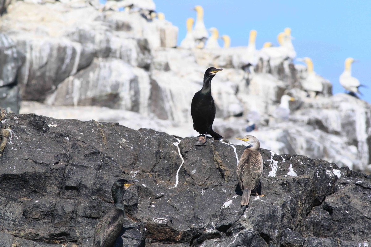 Shags and Cormorants are compromised diving seabirds as they only have partially waterproof feathers. This allows them to dive down deeper to catch fish. You will often spot them standing on rocks drying their wings out, which gives them an almost prehistoric appearance 🦇🦅