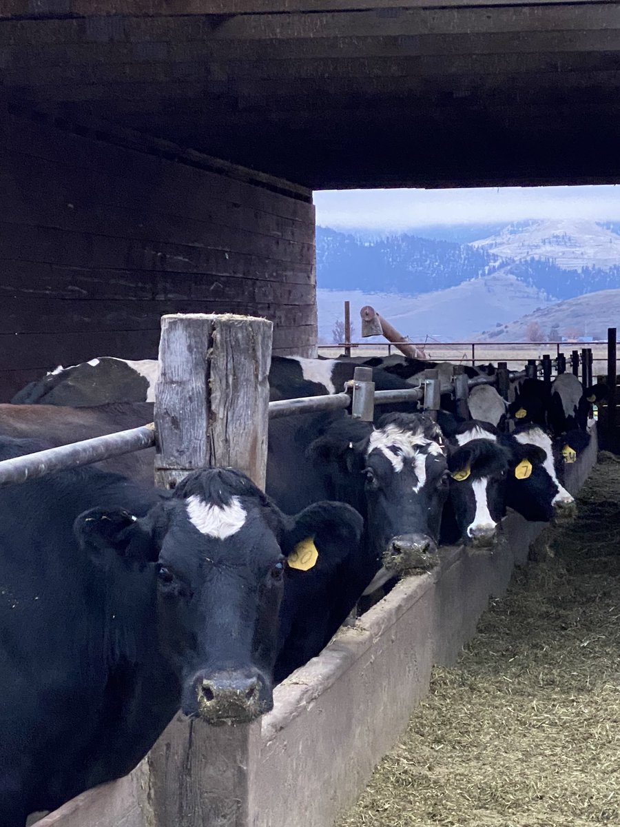 Flathead Lake Cheese tweet media