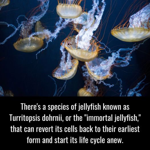 UFOchronpodcast's tweet image. #factoryreset