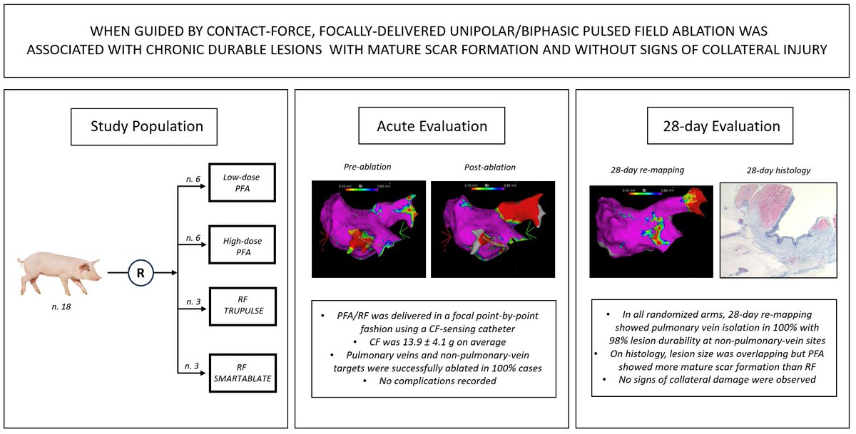 We present the first randomized pre-clinical study showing that CF-guided point-by-point PFA leads to safe and durable lesion formation in swine atria @rahul3000 @AndyZhangMD @luigidibiasemd #AHAJournals #Epeeps doi.org/10.1161/CIRCEP…