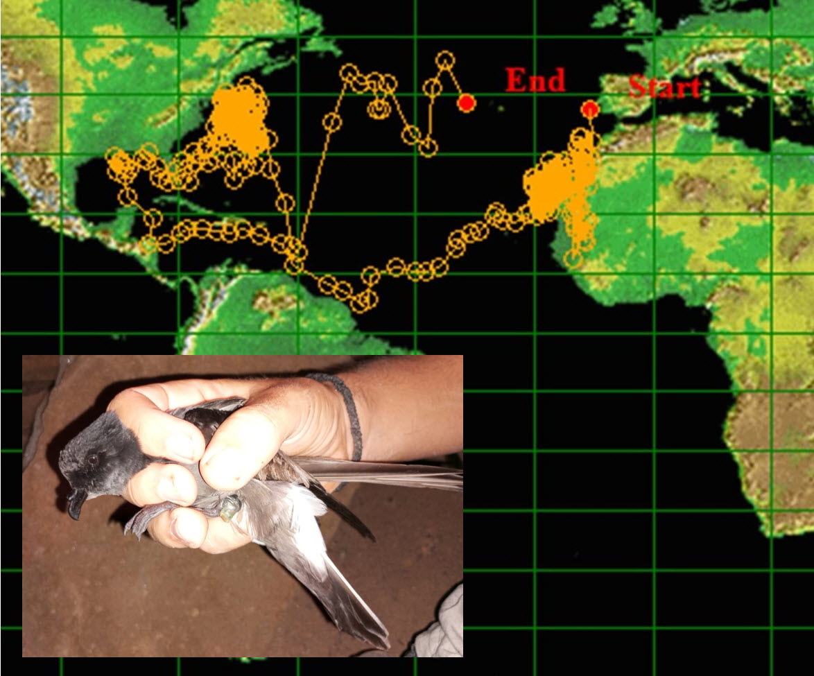 Seabird Ecology Lab (@seabirdecology) on Twitter photo yesss 1 year later, 1st migratory trip ever recorded for Grant's band-rumped #StormPetrel from #CanaryIs just recovered in #MontañaClara by <a href="/Begarcia98/">Beñat Garcia</a> & <a href="/GIAranega/">Guillem Izquierdo Arànega</a> 🏆😍💪 This is just a raw trip with large errors but enough to confirm they "winter" in summer off Eastern USA! yesss 1 year later, 1st migratory trip ever recorded for Grant's band-rumped #StormPetrel from #CanaryIs just recovered in #MontañaClara by <a href="/Begarcia98/">Beñat Garcia</a> & <a href="/GIAranega/">Guillem Izquierdo Arànega</a> 🏆😍💪 This is just a raw trip with large errors but enough to confirm they "winter" in summer off Eastern USA!