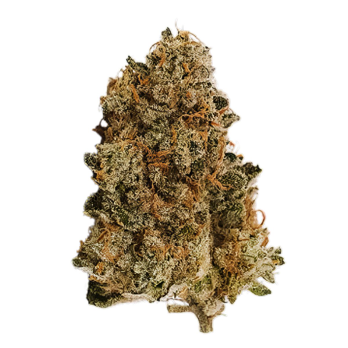 Dive into the tropical paradise of Banana Punch! A perfect blend of relaxation and euphoria, ideal for unwinding after a long day. Discover its unique flavours and soothing effects. #BananaPunchStrain #CannabisConnoisseur 🌿

bud.how/fgg