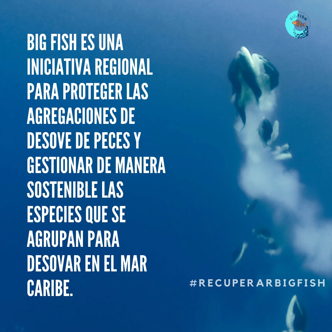 The Big Fish Initiative is live! 💙🐠 Join the campaign to secure the next generation of the most important commercial fish species, their reefs' health, and fishers' livelihoods in the wider Caribbean. Follow @BigFishInit to stay in the loop! #RecoverBigFish #ProtectYourCatch