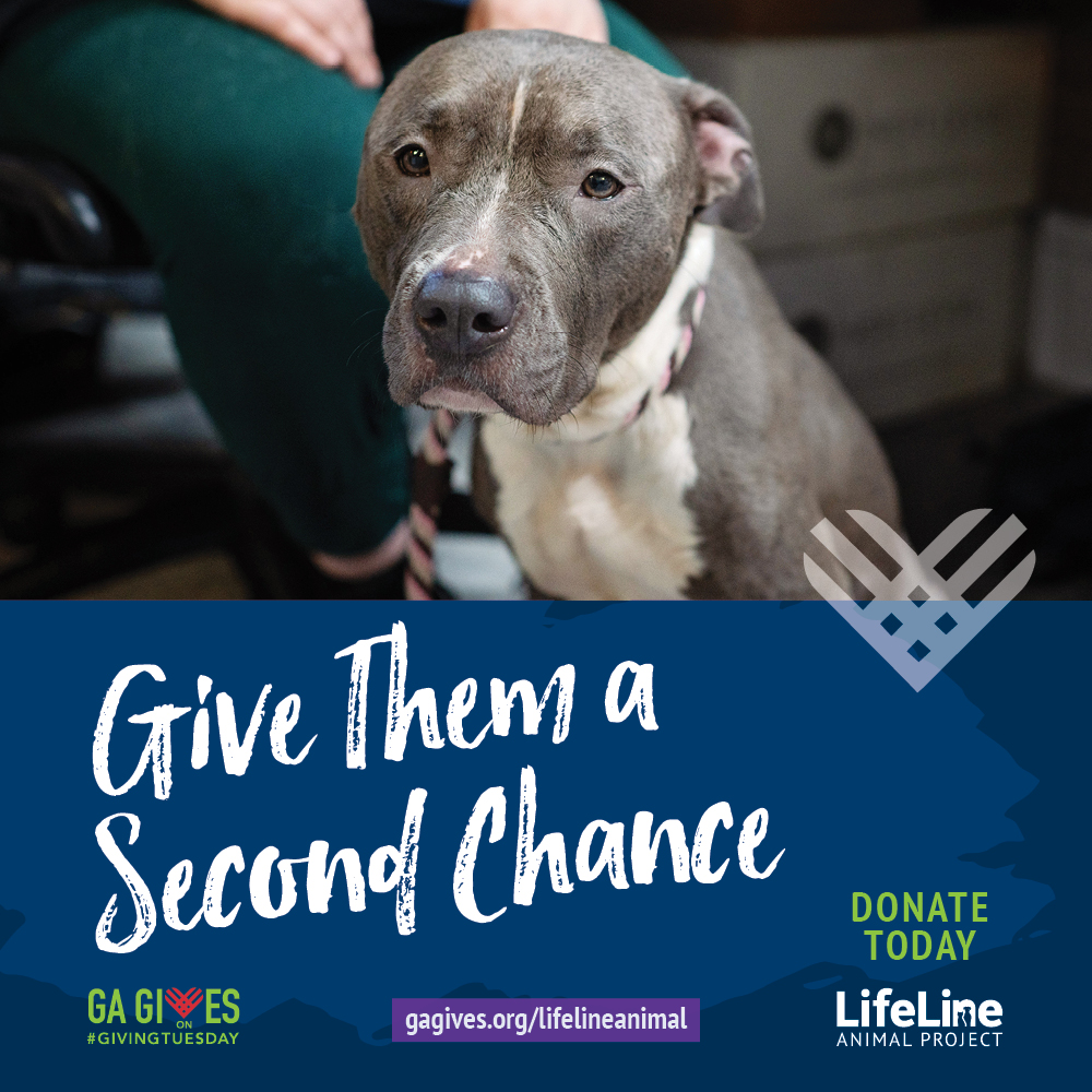 Tomorrow is #GivingTuesday! Help us reach our goal of raising $100,000 to support Atlanta's animals. Your donation, no matter the size, has a direct impact on the pets in our shelter and community. Donate at gagives.org/lifelineanimal and help give them a second chance.