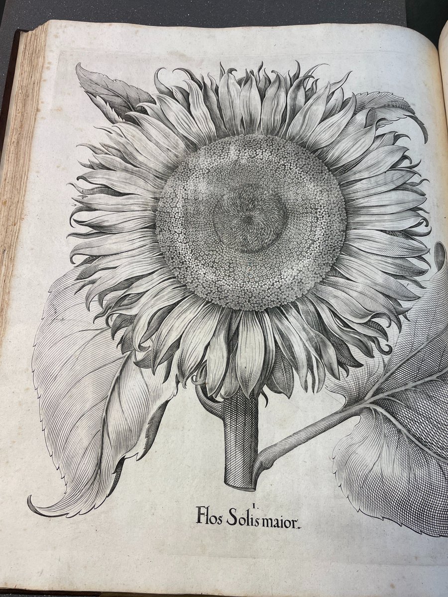 Cam Botanic Garden tweet media