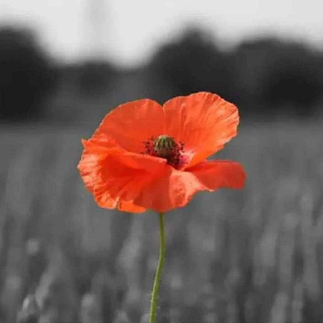 Never EVER forget those who sacrificed for our freedom.
#RemembranceDay 
#Grateful