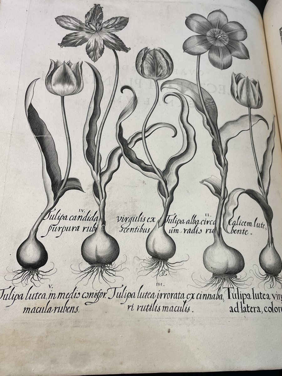 Cam Botanic Garden tweet media