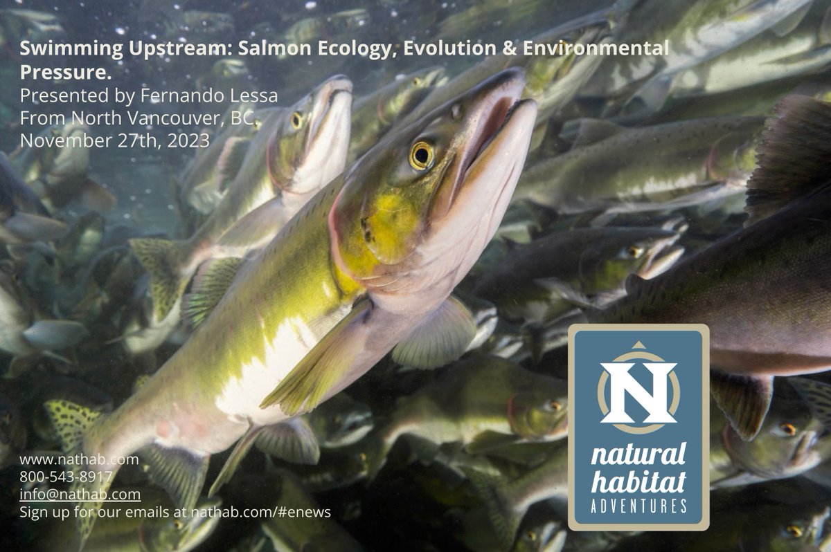 I will host an online presentation today Monday 27th, 1PM PST / 2PM MT / 6pm Brazil time in partneship with @NatHab. It's an online event and free to join: Swimming Upstream: Salmon Ecology, Evolution & Environmental Pressure. Register at: go.nathab.com/2023-11-27_Web…