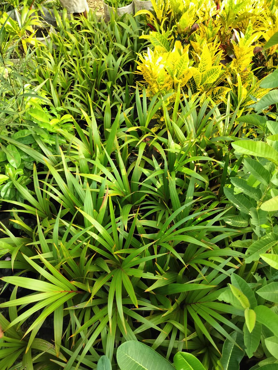 Hii mvua iko na maneno hizi seedlings za wajakoya zimemea mingi sana kwangu na mimi sijawai kuzipanda.