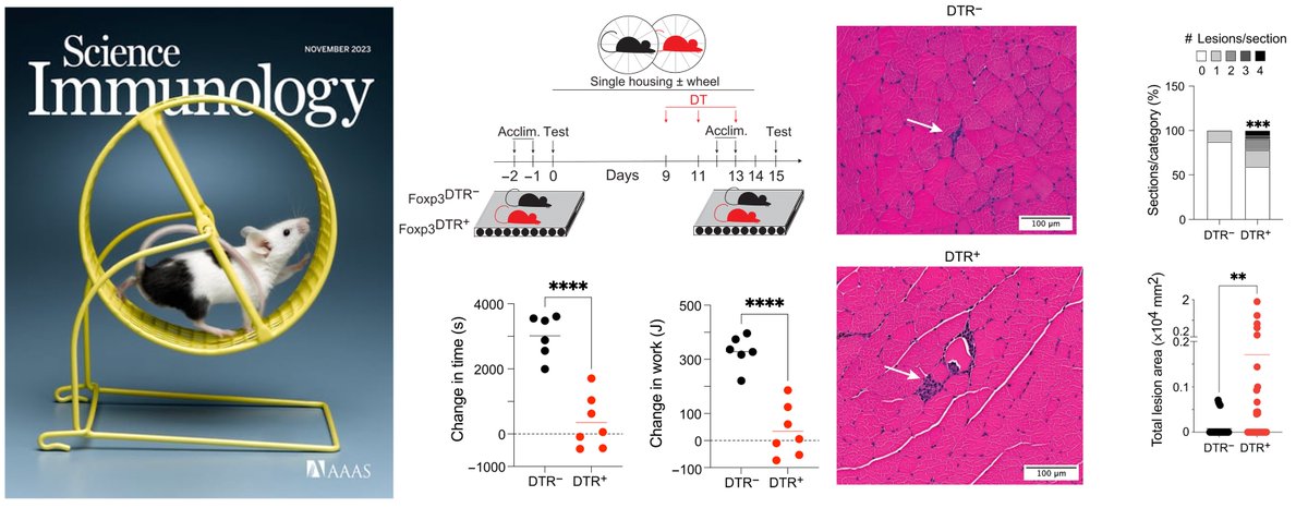 NO TREGS NO GAINS! Muscle regulatory #Tcells (#Tregs) control #inflammation and inhibit interferon-gamma-induced #mitochondria damage to support #gains in #exercise capacity!!! @SciImmunology @harvardmed #immunologymatters #everydayisTregday science.org/doi/10.1126/sc…