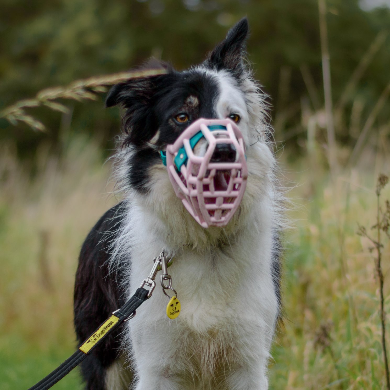 Dogs Trust on X