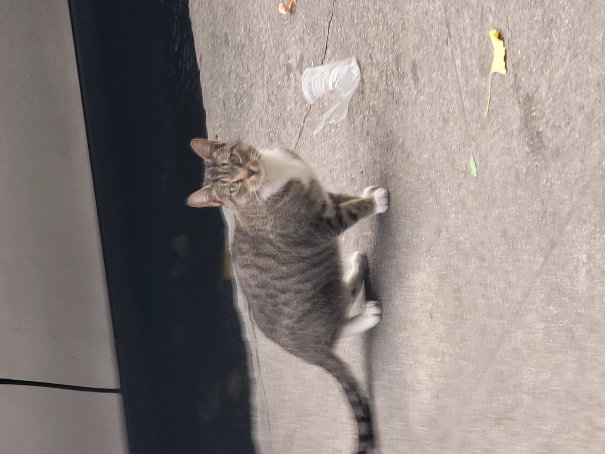 atm959's tweet photo. A cat that I saw yesterday https://t.co/Qyjbu0aZqI