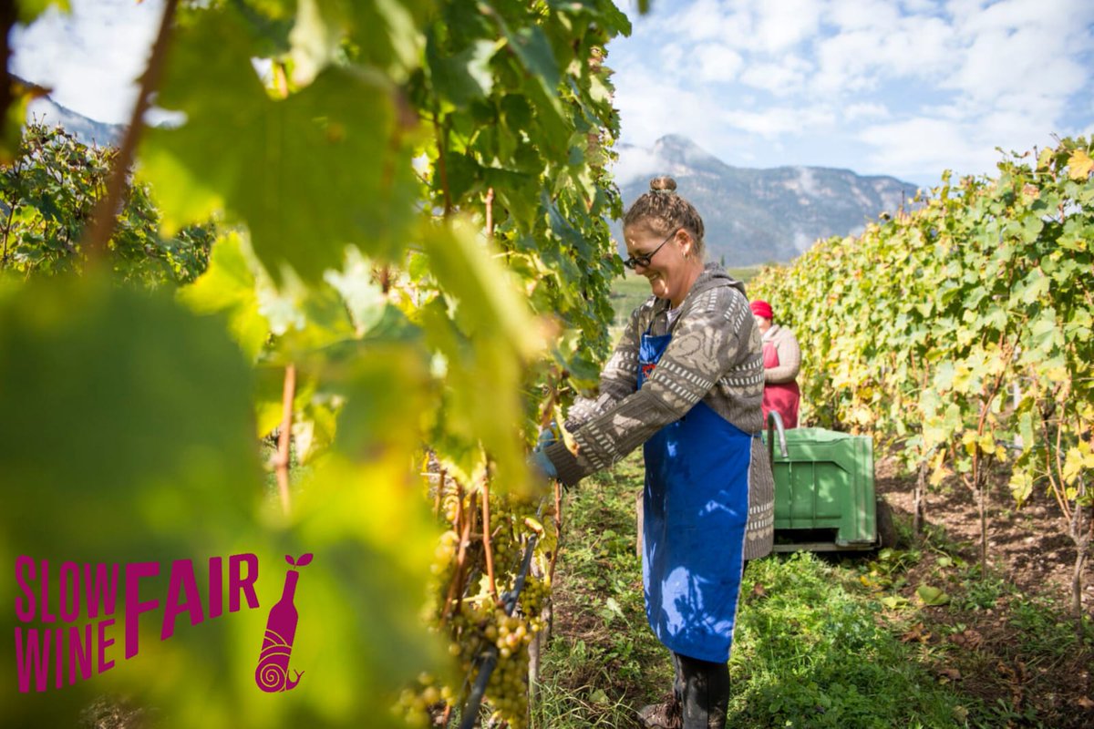 SlowFoodItaly's tweet photo. «Se lo raccontiamo oggi, il nostro percorso è un discorso semplice. Perché l’essere naturali implica semplicità. Ma il percorso, di fatto, è stato lungo. È tutto iniziato dall'origine di tutto, la felicità del suolo». Manincor, #SlowWineFair2024
https://t.co/y7nyxwsqg6 https://t.co/K4uARUTqdc