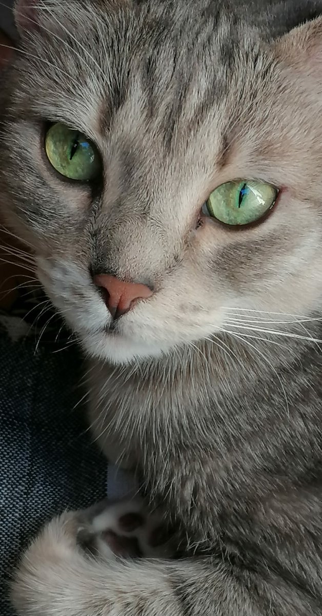 Nyx_incoerente_'s tweet photo. La mia infermiera personale 💙 Amore mio 💙 
#Gatti #amicigatti #amoreperigatti https://t.co/KZVAF5x9uQ
