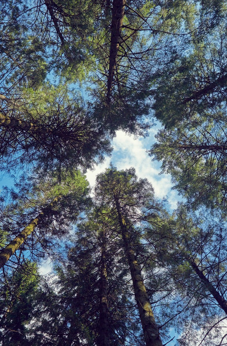 Celebrate National Tree Week by branching out into books. We’ve collated you a list with both Welsh and English stories and even linked them to a huge variety of topics. Read one this week and tell us your favourite bit.ly/47RmIRm