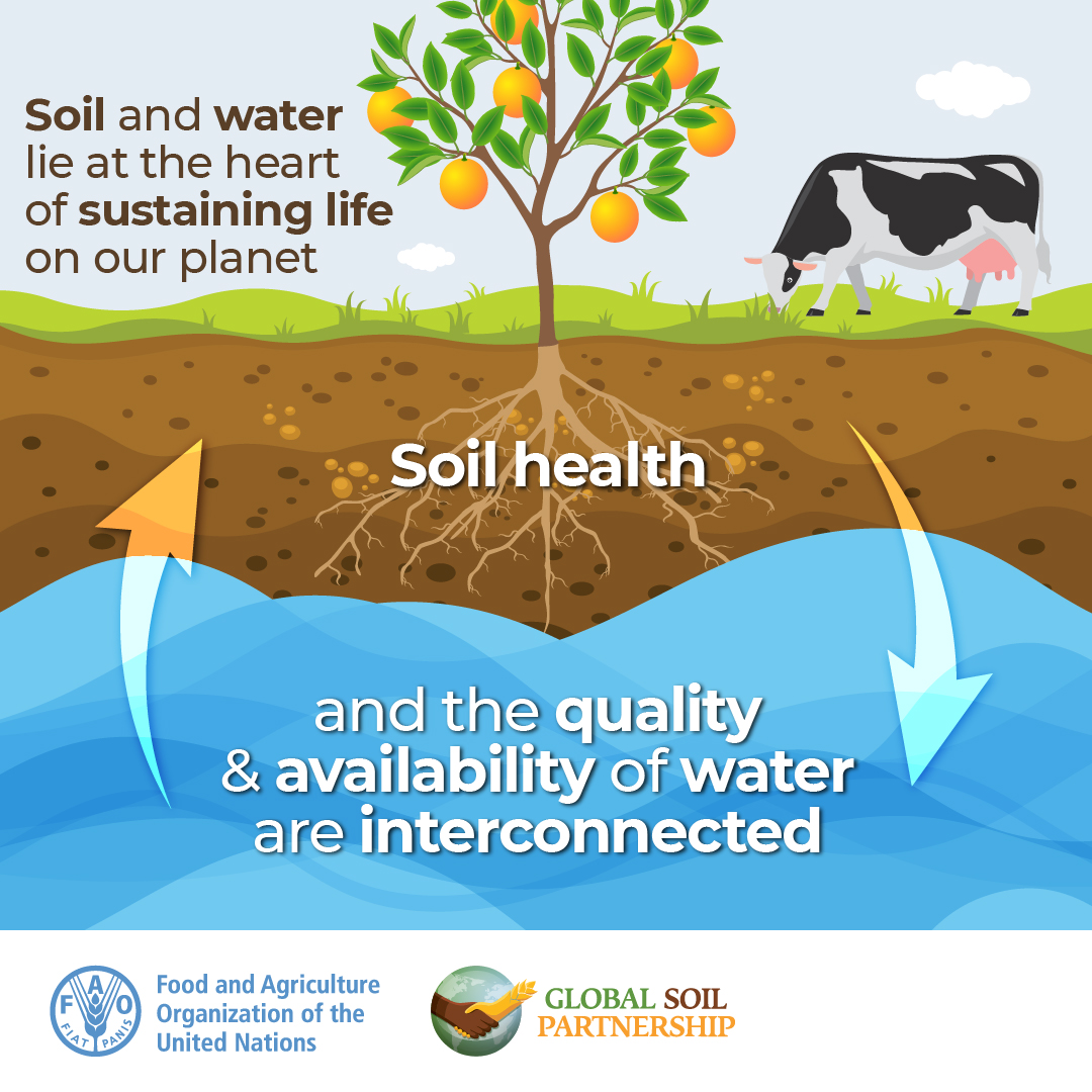 Our food is a reflection of the soil and water used to grow it. This means that healthy soil = healthy, safe & nutritious food. It also means that if soil is not healthy, its ability to store and filter water is reduced. #Soil and water are interconnected!