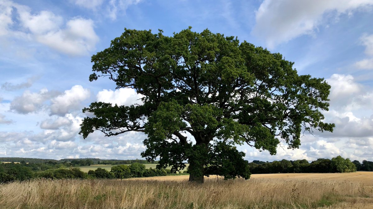 We're proud to be celebrating #NationalTreeWeek!👏 Trees are super important for: 🕊️Habitat creation 🦋Boosting biodiversity 🌍Sequestering carbon 💚Health and wellbeing 🚜More sustainable farming through IFM! #climatechange #sustainablefarming #integratedfarmmanagement