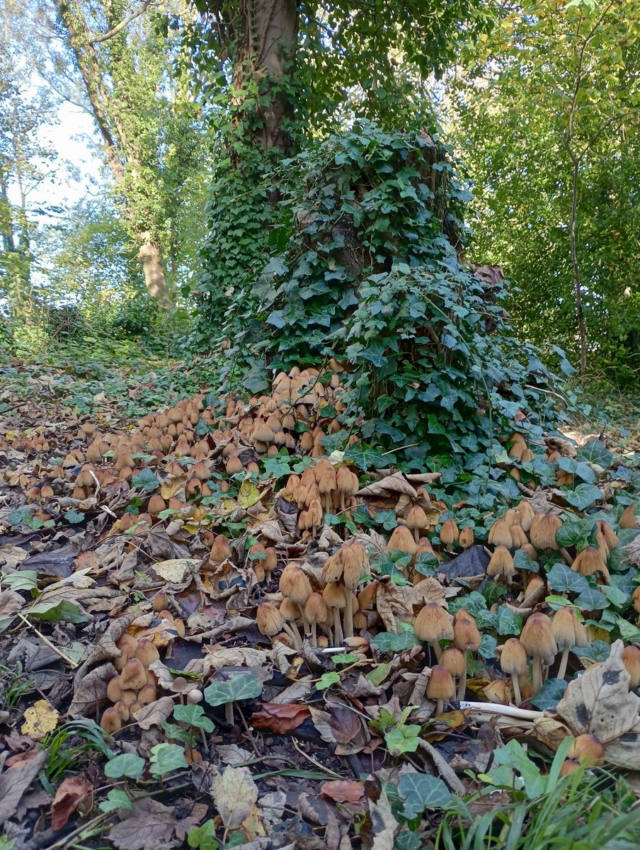 Fantastic little fungi at Therfield Heath!