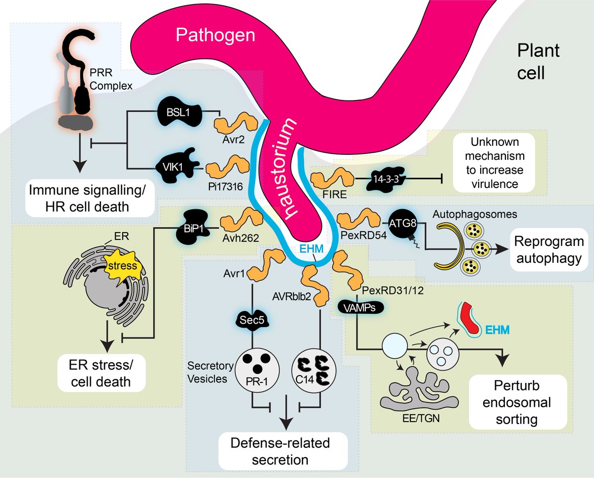 Our latest review, led by @Freddie_King00 and @enochyuen, exploring the role of oomycete effectors in border control at the pathogen interface, out! apsjournals.apsnet.org/doi/10.1094/MP… #OomyceteEffectors #PlantImmunity