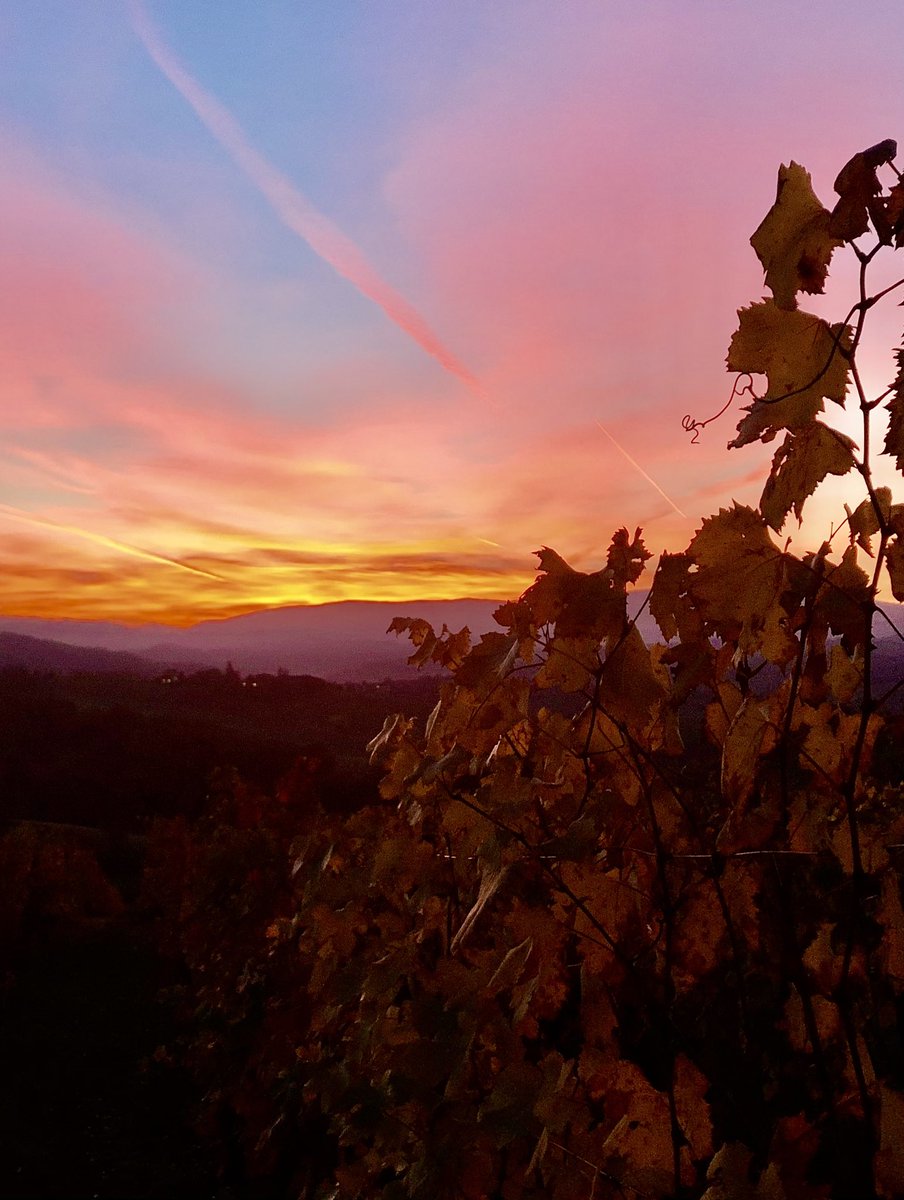 Quando il sole colora le vigne. @Gioleofonti <a href="/piemonte/">patrick</a> #collitortonesi <a href="/derthona/">Derthona Fbc 1908</a>