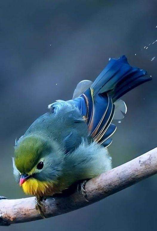 💙 𝑺𝑻𝑼𝑵𝑵𝑰𝑵𝑮 𝑩𝑬𝑨𝑼𝑻𝒀 🔵💙🔵
#nature #wildlifephotography #wildlife
