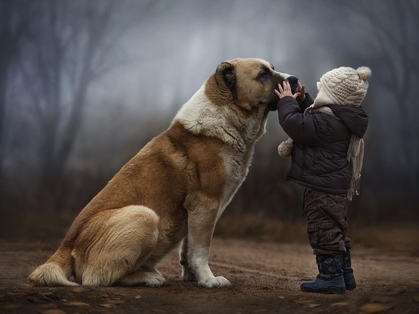 esdecirdiario's tweet photo. Te dicen que no llores.⁣
Te dicen que es sólo un perro, no una persona.⁣
Te dicen que el dolor pasará.⁣
Te dicen que los animales no saben que tienen que morir.⁣
Te dicen que lo importante es no hacerle sufrir.⁣
Te dicen que puedes tener otro.⁣
Te dicen que te pasará.⁣
Te dicen que hay dolores más insoportables.⁣
Pero no saben cuántas veces has mirado a tu perro a los ojos.⁣
No saben cuántas veces has sido tú y tu perro solos mirando la oscuridad.⁣
No saben cuántas veces fue tu perro el único que estuvo a tu lado.⁣
No saben que el único que nunca te ha juzgado es tu perro.⁣
No saben cuánto miedo tuviste la noche en que te despertaron sus lamentos.⁣
No saben cuántas veces durmió tu perro cerca de ti.⁣
No saben cuánto has cambiado desde que el perro se convirtió en parte de tu vida.⁣
No saben cuántas veces lo abrazaste cuando estaba enfermo.⁣
No saben cuántas veces has fingido no ver cómo su cabello se volvía cada vez más blanco.⁣
No saben cuántas veces le has hablado a tu perro, el único que escucha realmente.⁣
No saben lo hermoso que eras para tu perro.⁣
No saben que solo fue tu perro el que sabía que estabas sufriendo.⁣
No saben qué sentimientos te hizo probar tu perro.⁣
No saben lo que se siente al ver a tu perro anciano esforzándose para ir a saludarte.⁣
No saben que cuando las cosas iban mal, el único que no se fue es tu perro.⁣
No saben que tu perro confío en ti cada instante de su vida, incluso en el último.⁣
No saben lo mucho que tu perro te ha amado y lo poco que le bastaba para ser feliz, porque a él le bastabas tú.⁣
No saben que llorar por un perro es una de las cosas más nobles, significativas, verdaderas, limpias y sinceras que puedes hacer.⁣
No saben acerca de la última vez que lo moviste con dificultad ... teniendo cuidado de no lastimarlo.⁣
No saben lo que sentiste al acariciar su cara en los últimos momentos de su vida... ⁣

Hablemos de animales.