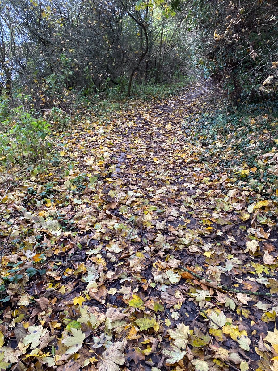 NEPS_Payback's tweet photo. Some brilliant work has been completed down the pathway at Thornaby Green.

People on Probation have been raking up fallen leaves and exposing the cobblestones on the pathway to make it more accessible to the general public.

#CommunityPayback #ProbationNorthEast https://t.co/u6SFpJDOTM