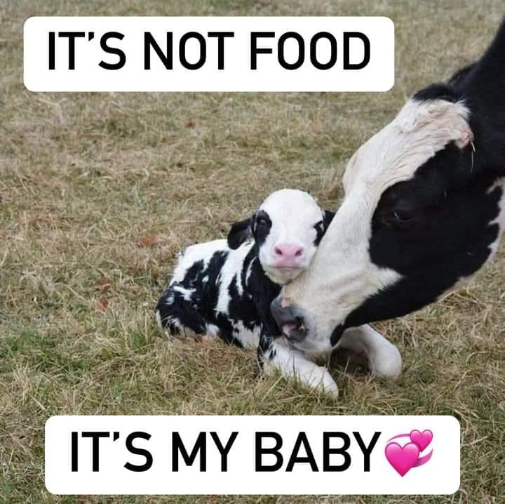 Don't take my baby away from me! 😢Think how you humans would feel if someone took your babies away from you! Don't steal my milk, it's not even healthy for you, I produce it to feed my baby! It's not healthy for humans and causes me and my baby so much anguish and suffering! 😢