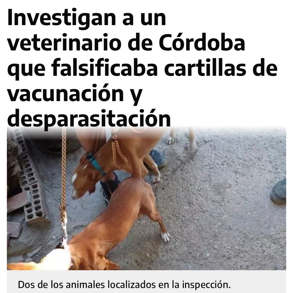 AnimalistaD's tweet photo. 🟢 @GalgosDelSur nos personamos como Acusación Popular.

🟢 Noticia completa👉🏽 https://t.co/KmLVg16BOW https://t.co/HXS3ogEGcw