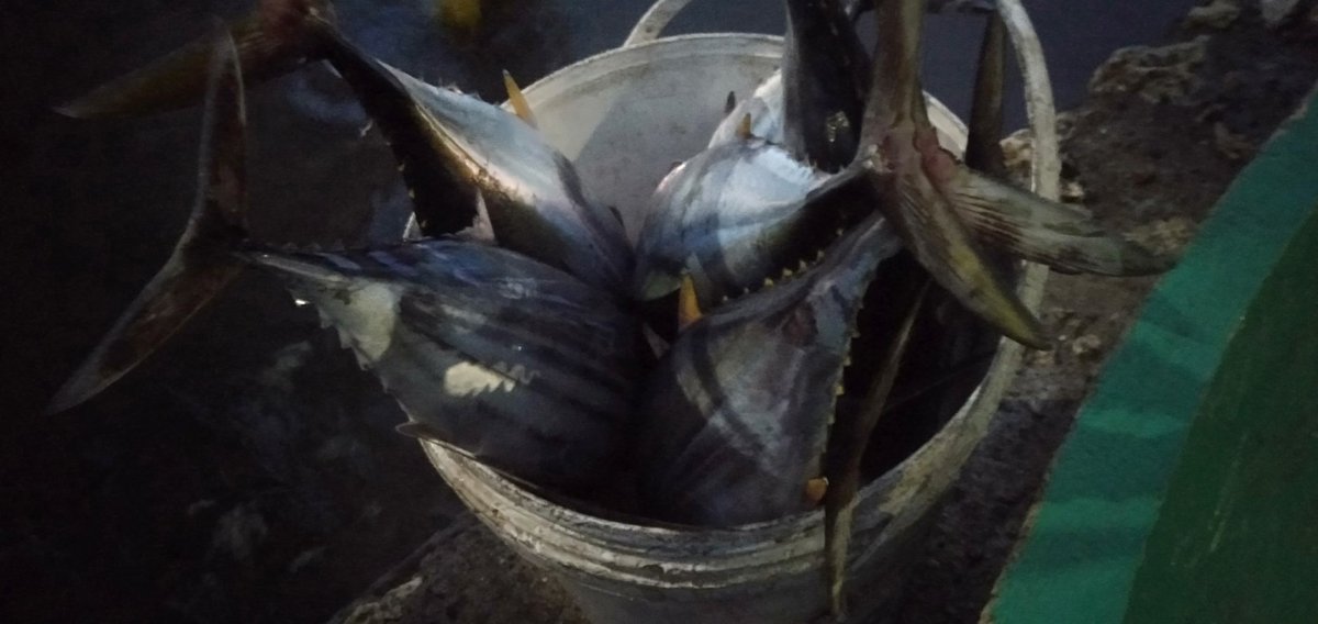 Abil_Ibil's tweet photo. Senin,27/11/23,Abdul Yusup Tiapon,Luhkan Kab Halmahera Tengah, Bersama nelayan bpk Darwan Lasida kelompok Askar Desa Loleo, Hasil tangkap ikan cakalang sebanyak 54 kg #GiatLuhkanSatminkalAmbon
#LuhLapor #Halteng @BP3_Ambon https://t.co/HXaY3oq3jH