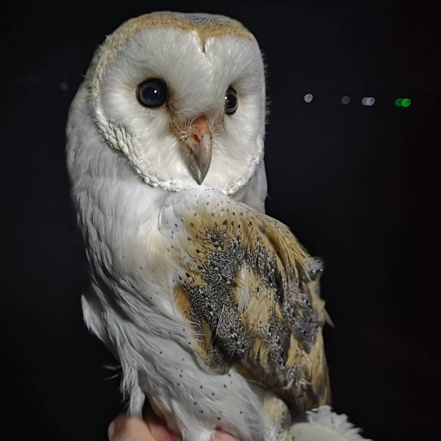 On Saturday night a large team of 11 braved the cold and went to Harty Marshes on Sheppey. We caught 35 Knot, 2 Bar Tailed Godwit and singles of Dunlin, Redshank and Barn Owl. The Redshank was colour ringed and one of the Knot was ringed by us in 2013 as an adult.