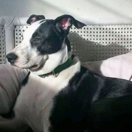 AcostaValls's tweet photo. Difundan para que no le pase a nadie más  llegue con mi perrita con vómitos y le empezaron inyectar de todo no sabían que tenía, decían hígado, daño neurológico no tenían idea. No,me dejaron ver más y me la entregaron muerta. En Perroamor24h https://t.co/ybqiu8X363