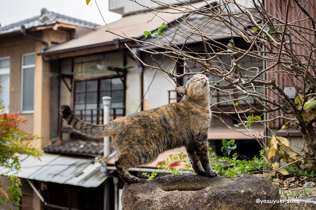 yasuyuki_saka's tweet photo. ねこ。  #猫 #ねこ #cat #猫写真 https://t.co/Fc0NRJHNek
