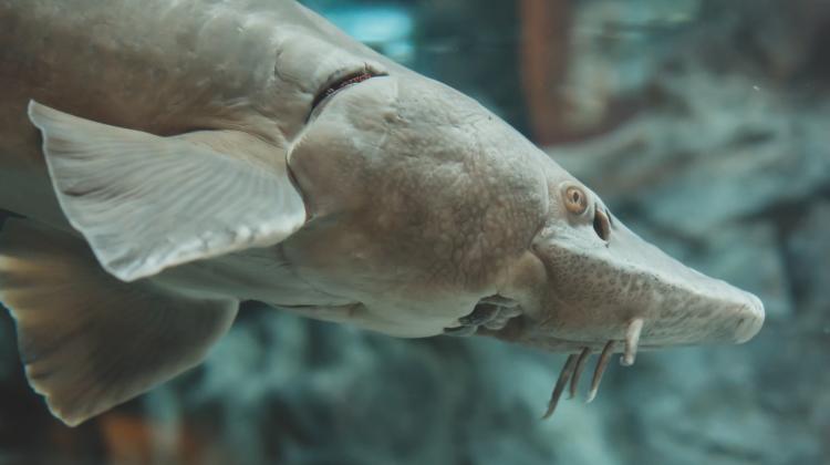 ScienceinPoland's tweet photo. A whopping 5,000 Baltic #sturgeon fry were released into the #Drawa River this autumn by employees of @rybactwa and their colleagues from @LeibnizIGB . This is part of a program to restore the population Baltic sturgeon fry which was considered ‘extinct’.
https://t.co/sxSD48iBvD https://t.co/vBgHI8CgeY