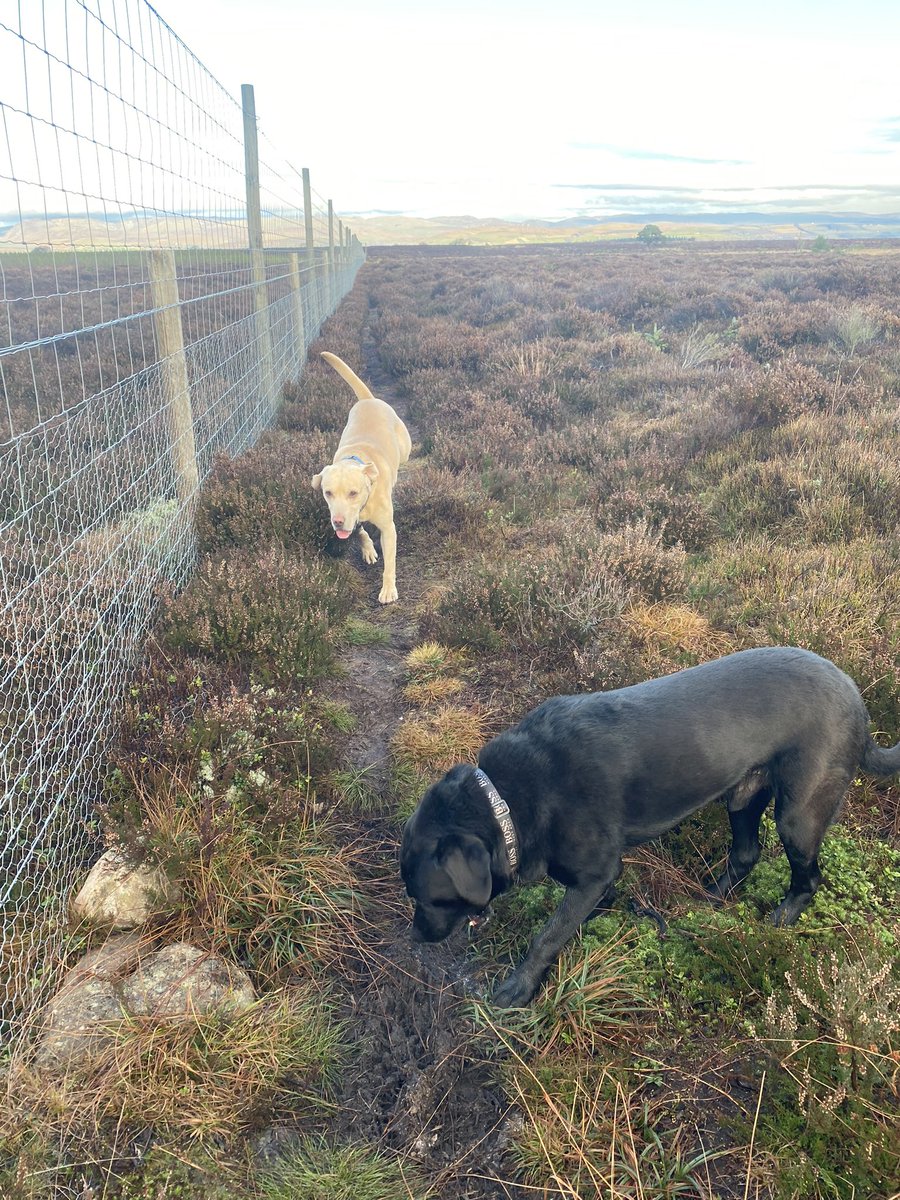 jgordonking's tweet photo. Nice wee wander with the dogs this morning.
Not sure who was taking who for a walk though. #timeoffwork https://t.co/ArNhKrRjGe