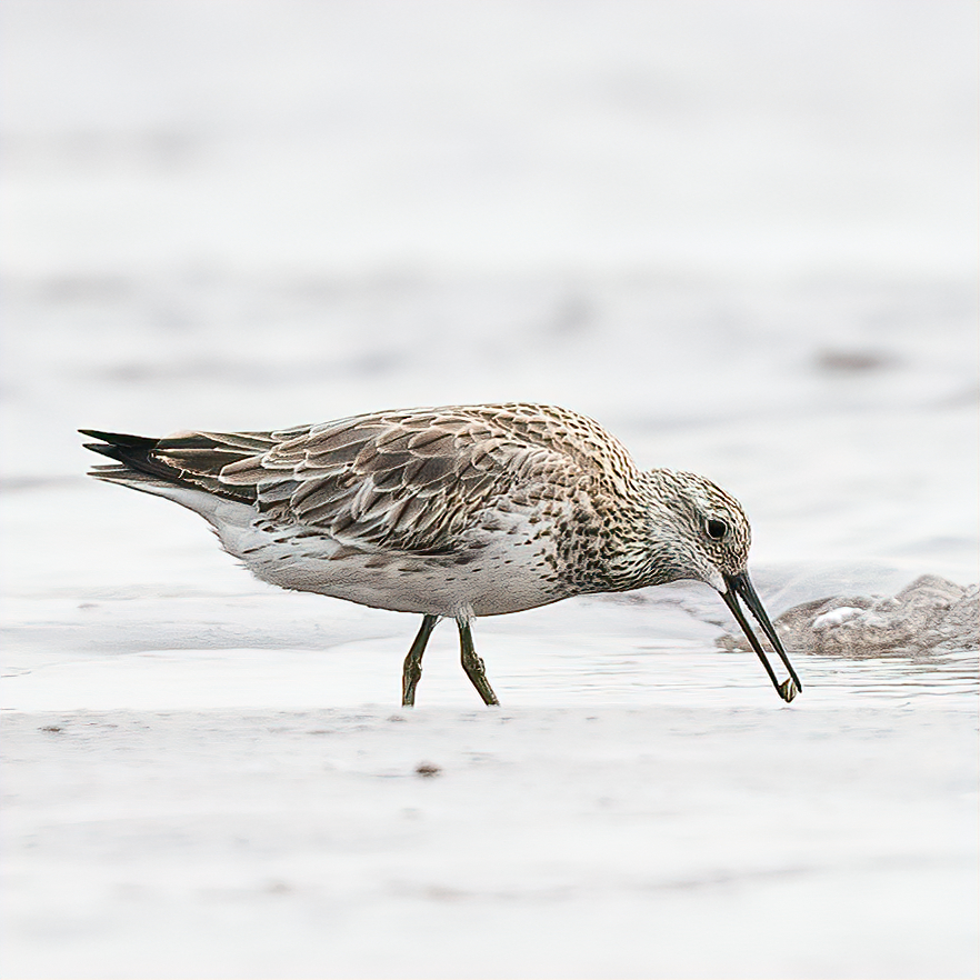 On #WaderWednesday , do share your wader or Endangered species..

A medium-sized, stocky shorebird found on coastal mudflats during migration.

Great Knot -Calidris tenuirostris

#ThePhotoHour #IndiAves