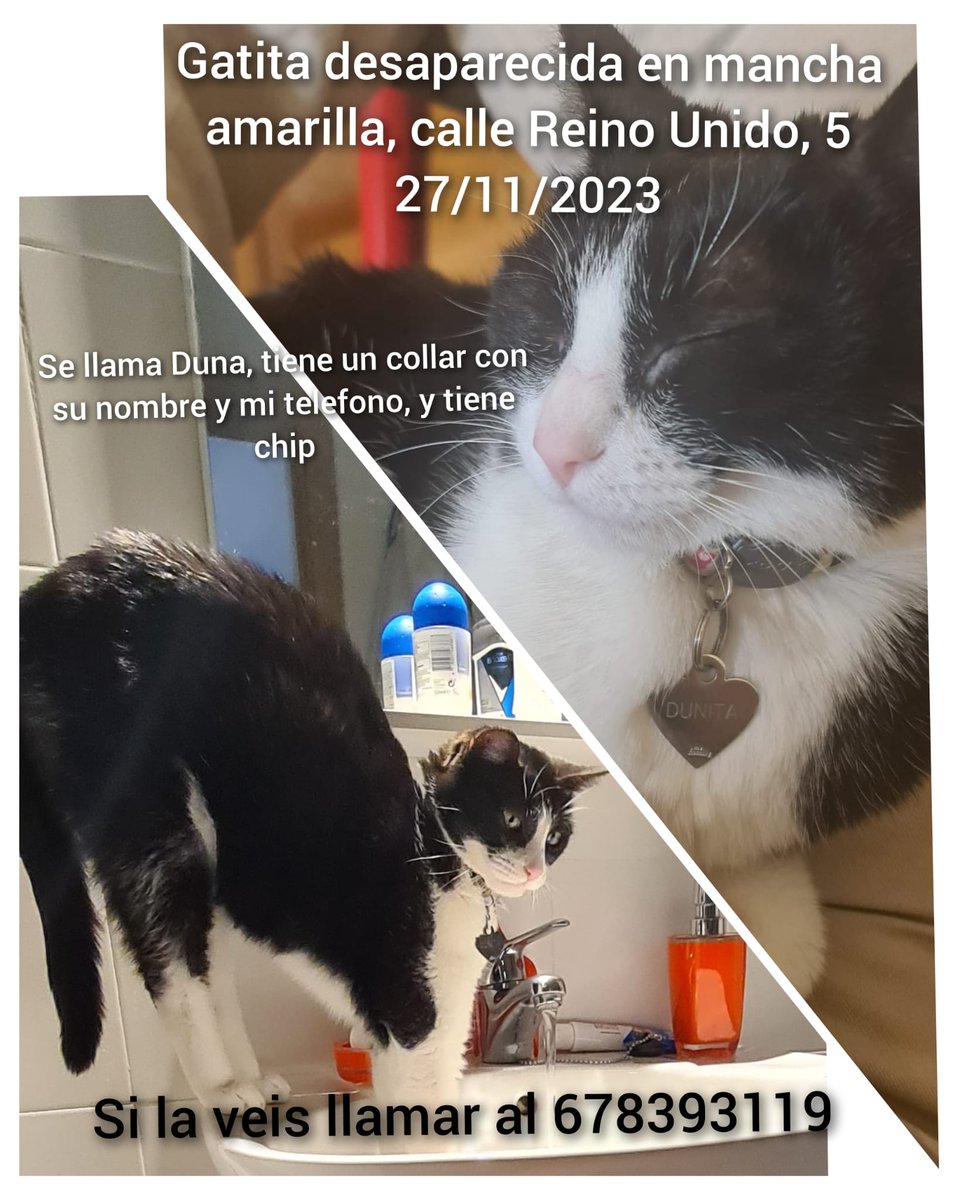 #torrejon #torrejondeardoz #sotodelhenares #soto

Ha desaparecido nuestra gatita. Por favor, podeis compartirlo??