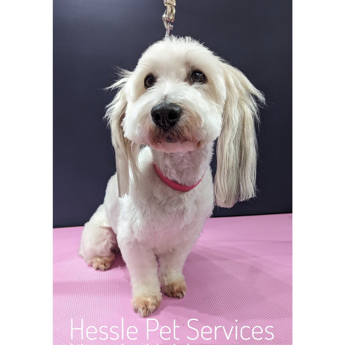 This handsome boy enjoyed his Christmas groom with @peanutandpicklecompany products 😍
#DogGroomer #Hessle #Coton #CotondeTulear #DogsOfTwitter