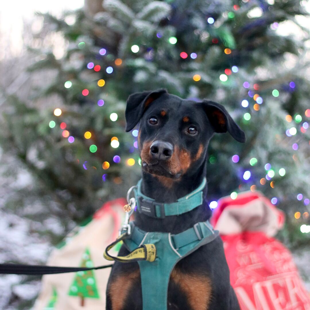 DogsTrust's tweet photo. Come and enjoy all things festive, while raising pounds for our hounds at one of our festive fairs 🎄 ‘Tis the season!
Join us for:
❄️ dogs  
❄️ gift stalls  
❄️ raffles
❄️ games
❄️ festive food &amp; drink
Find your local fair at a rehoming centre near you 👉 https://t.co/gjLaTMXank https://t.co/4elqdTlxj0
