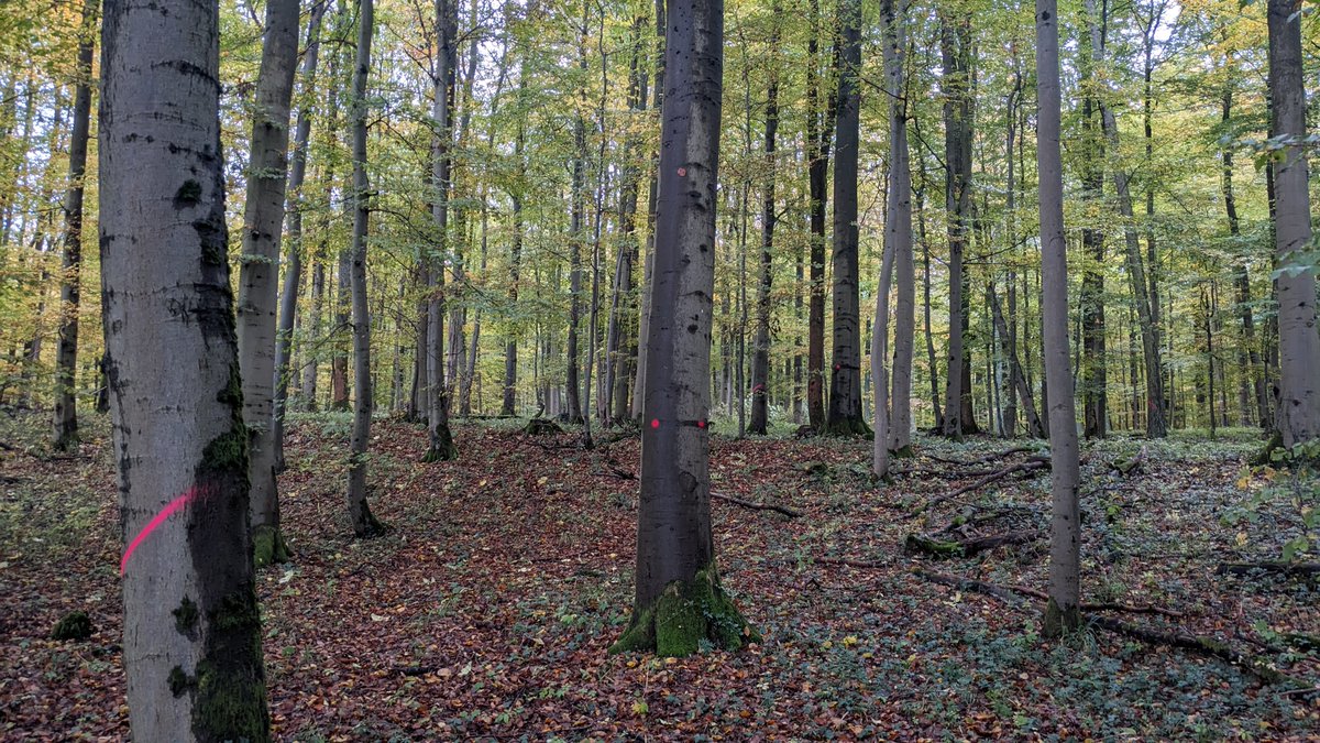 Oneforest_H2020's tweet photo. 🌳 Exciting strides in sustainable #forestry! @UniFreiburg conducted a field study in Hesse's Homberg forest district. Thinning operations using a specially designed harvester showcased not only safety improvements but also precision in felling.🚜
👉https://t.co/Uz9Qc3E5Yu #H2020 https://t.co/DB3QTm6LX0