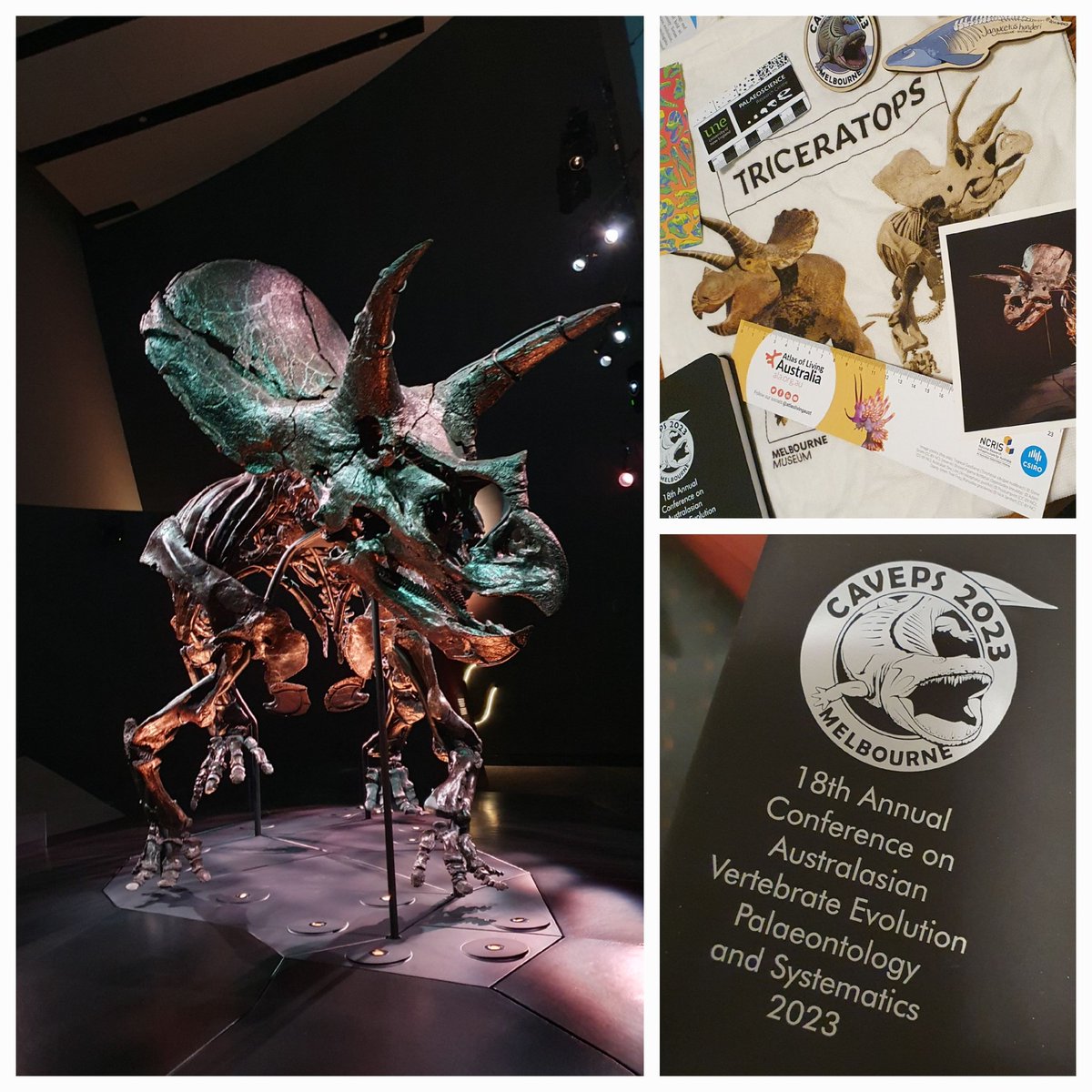 So great to see everyone at <a href="/CAVEPS_Palaeo/">CAVEPS Palaeo</a> 2023 Melbourne Museum with amazing #Triceratops and very fun bag of goodies. It's going to be a great week!

Thanks <a href="/P_hazael/">Dr Hazel L Richards</a> <a href="/emgfitzgerald/">Erich Fitzgerald</a> <a href="/DrTeethAl/">Alistair Evans</a>