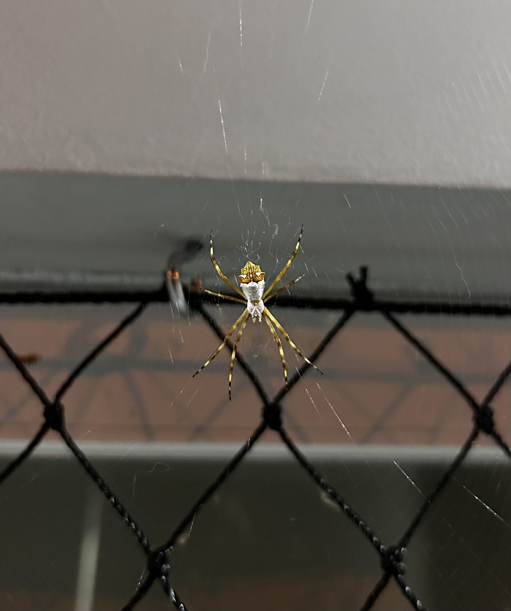 paulambaio's tweet photo. @ElfaDosInsetos Ficou no meu quintal por 1 mês e meio, até que a outra aranha que todo esse tempo ficava no cantinho da teia dela matou ela 😭 https://t.co/49Pbz40wB0