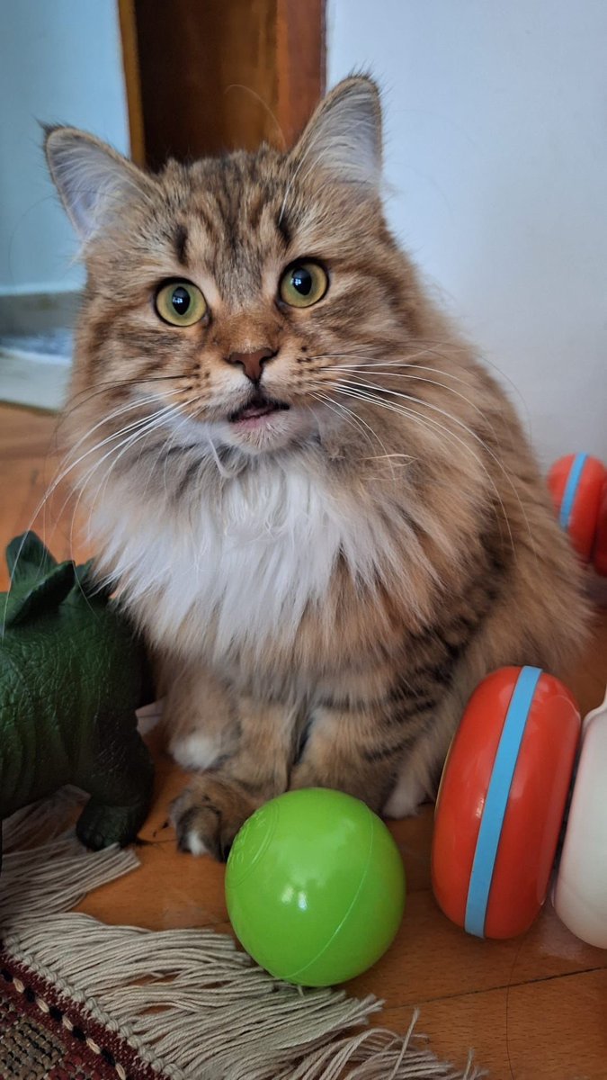 BARINAK VAKASI
#ANKARA
Barınağın kapısına bırakılmış.
İnanılmaz güzel bir kedi.
Hemen korumaya alındı.
8 aylık kısır dişi.
Sağılıklı, kucak delisi.
İletişim : 0 553 553 38 91 wp